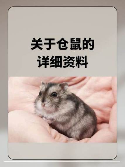 关于仓鼠的几个问题
