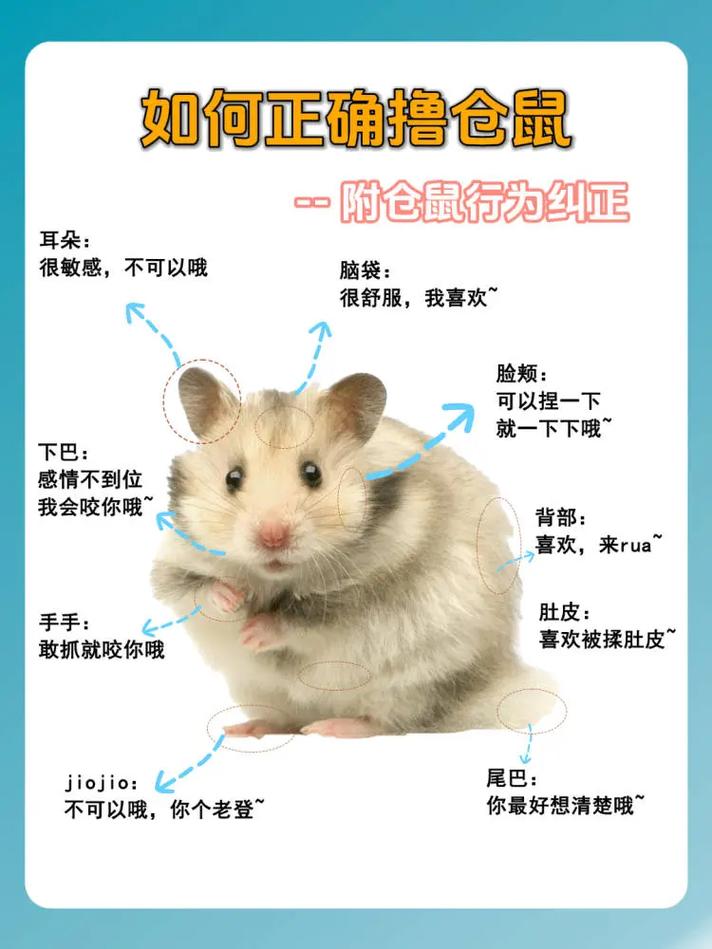 第一次养仓鼠需要注意哪些?
