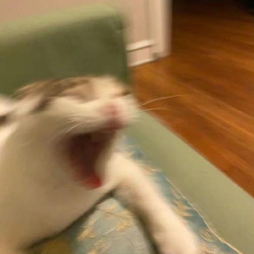 尖叫吧喵星人说话猫怎么不会动怎么办