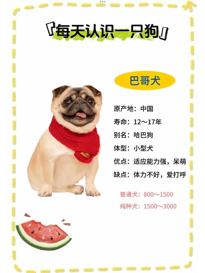 巴哥犬的喂养方法是什么