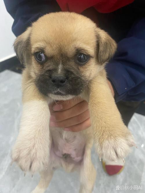 巴哥犬能长多大?