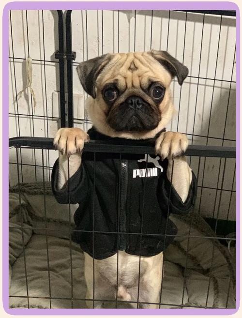 巴哥犬怎么训练?