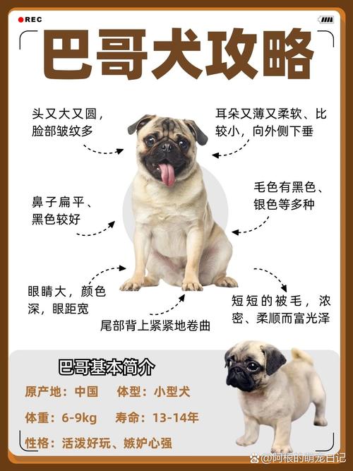 怎么让小巴哥犬认人