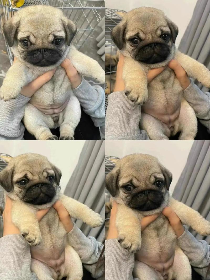 巴哥犬怎么训练大小便?