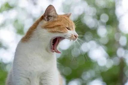 猫咪突然很大声的尖叫,然后躲起来了是为什么啊?