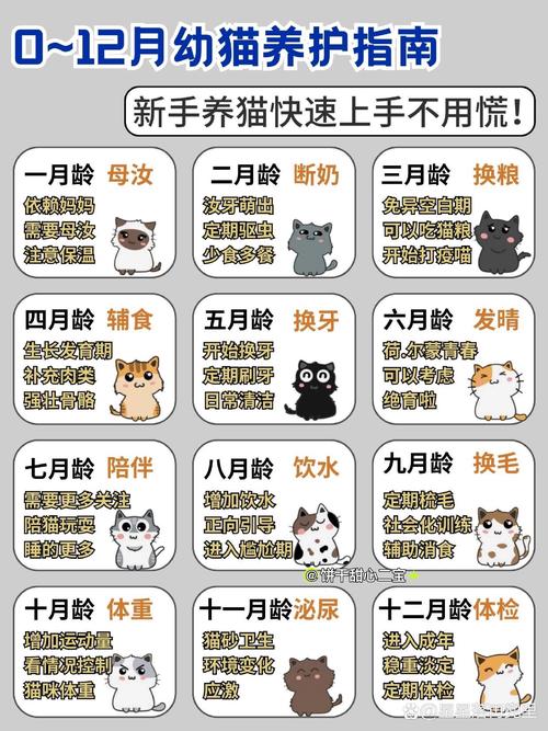 晴天小猫生小猫最好方法，晴天小猫点孕技巧