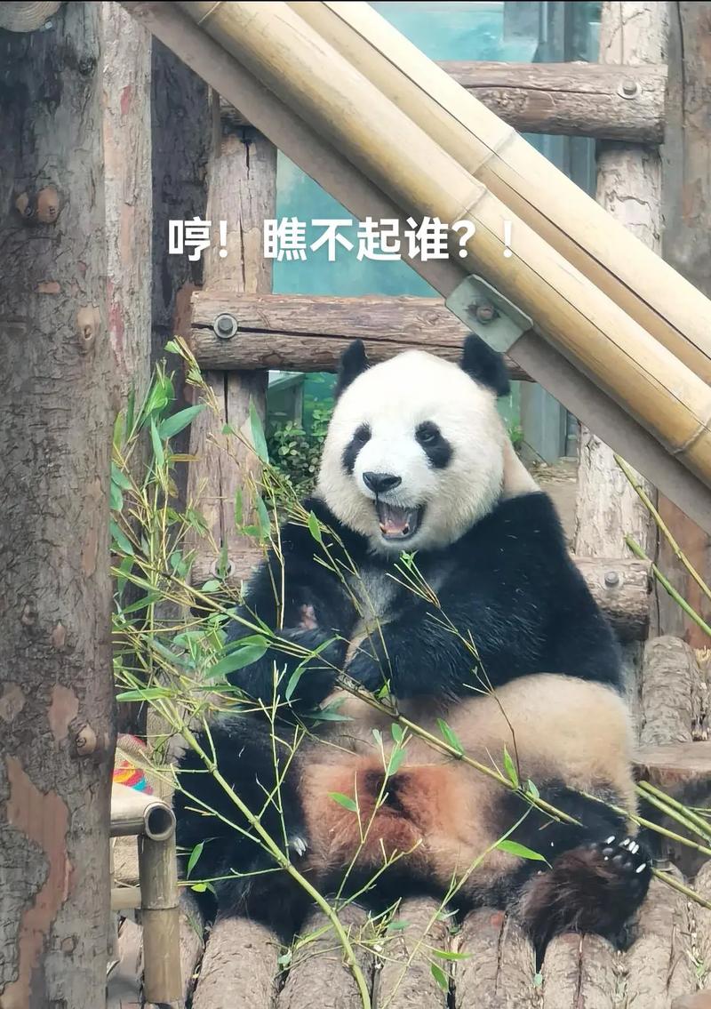 熊猫飞云在哪个动物园