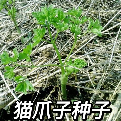 ...猫进入猫爪岛怎么做-携带一只猫进入猫爪岛任务完成攻略