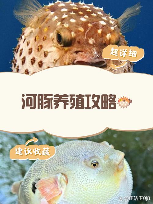 捕鱼达人3进击的河豚模式玩法以及高分技巧