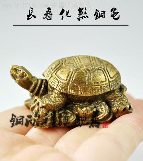 乌龟摆放这些风水禁忌应注意
