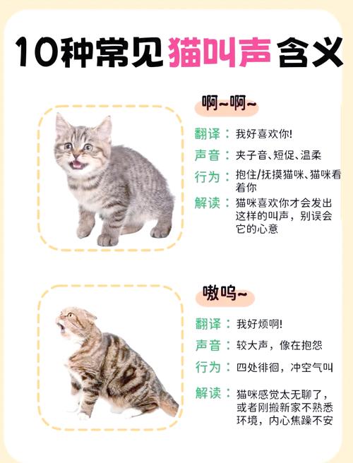 猫咪突然很大声的尖叫,然后躲起来了是为什么啊?