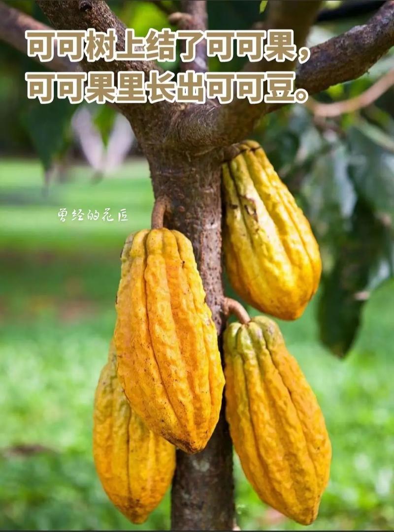 我的世界可可果种植方法[图]-手游攻略-游戏鸟手游网