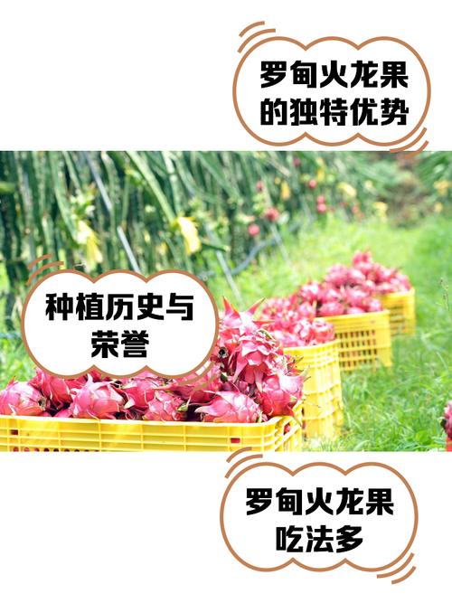 洛克王国的火龙果怎么获得?