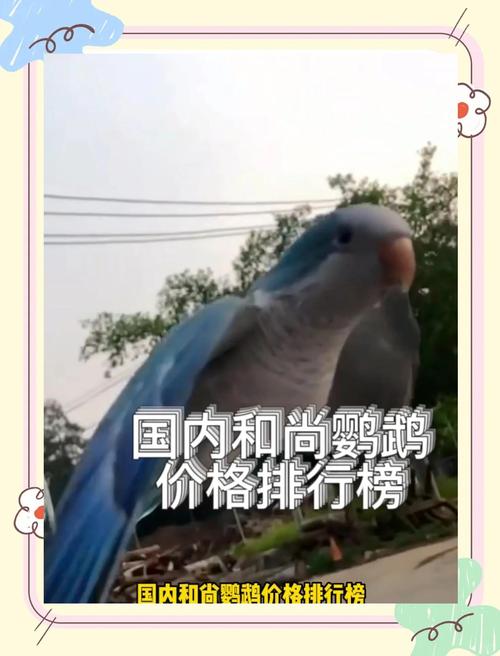 蓝和尚鹦鹉价格多少钱