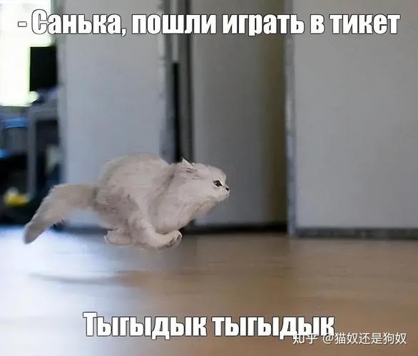猫突然变得亢奋乱跑是怎么回事?