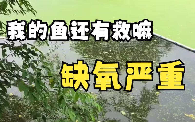 有快速解决鱼缺氧办法吗