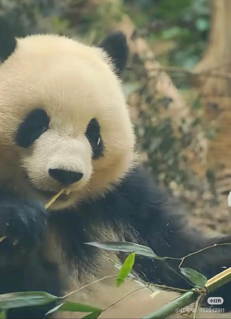 梦幻诛仙手游熊猫胖哒坐骑怎么获得