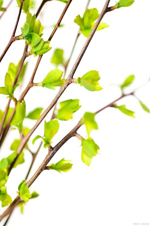 绿枝的具体信息