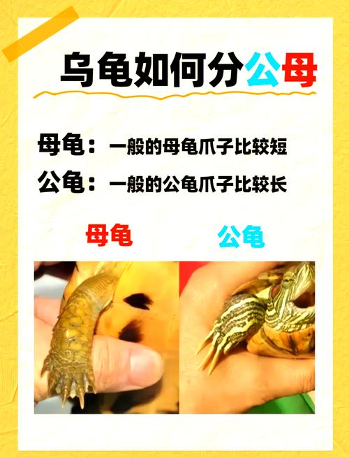 去吧皮卡丘草苗龟属性及技能图鉴介绍