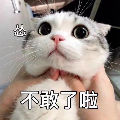qq空间尖叫吧喵星人怎么不能玩了