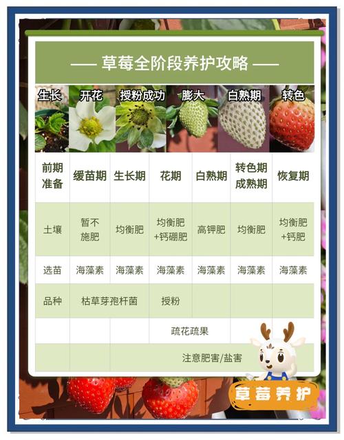 dnf勤劳农夫怎么快速得草莓