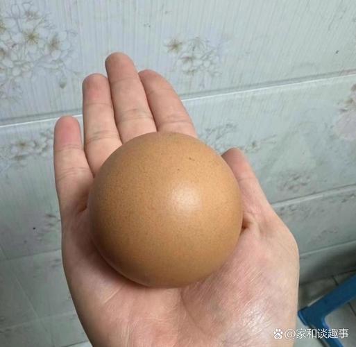 圆蛋是什么意思?