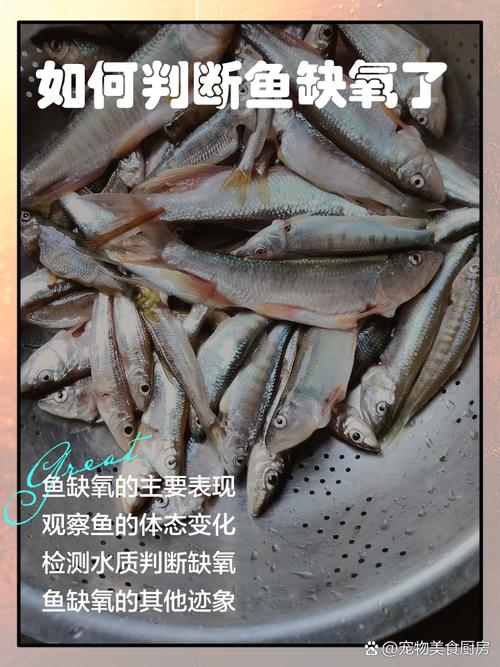 鱼塘缺氧有什么好的办法,鱼塘缺氧是什么原因造成的