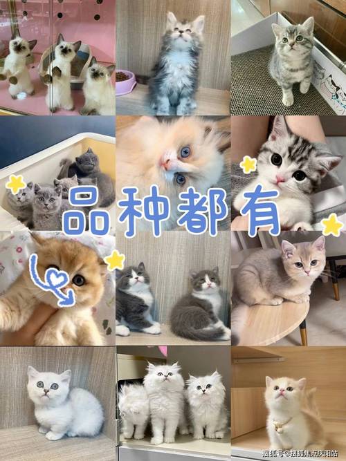 白领猫高分技巧攻略介绍_白领猫高分技巧攻略是什么