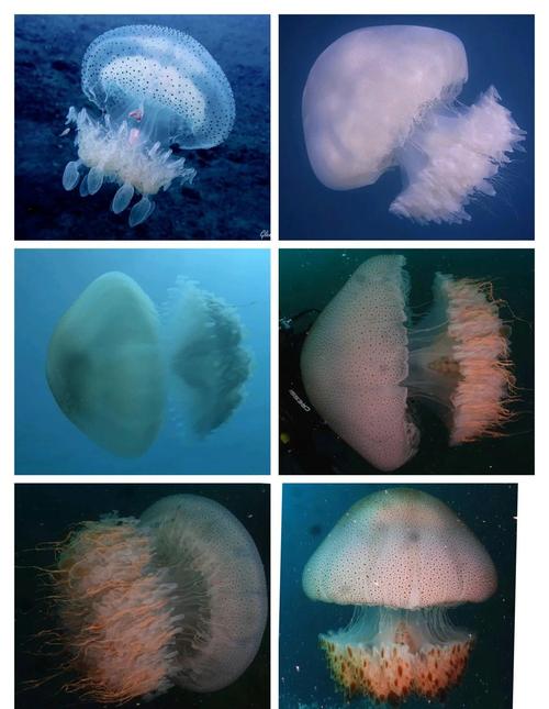 海蜂水母基本资料