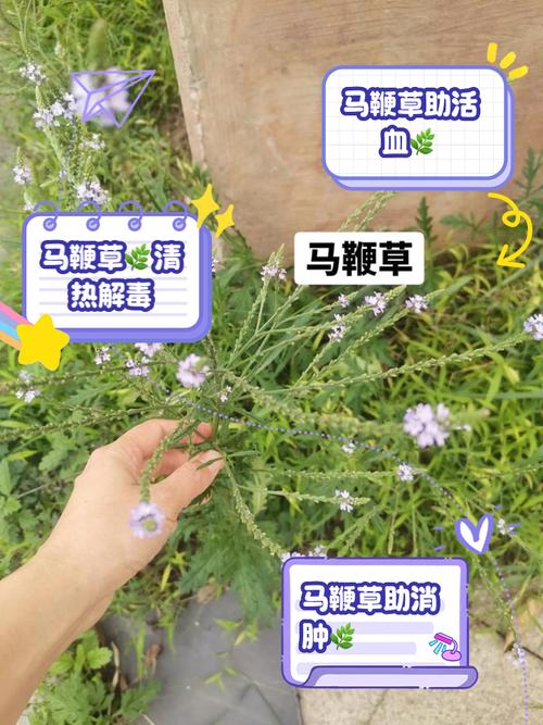 马鞭草的作用与功效