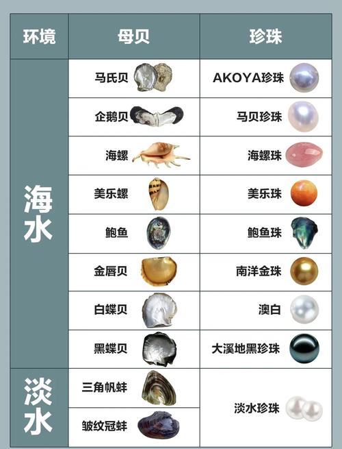 不休的乌拉拉珍珠海星贝壳的用途