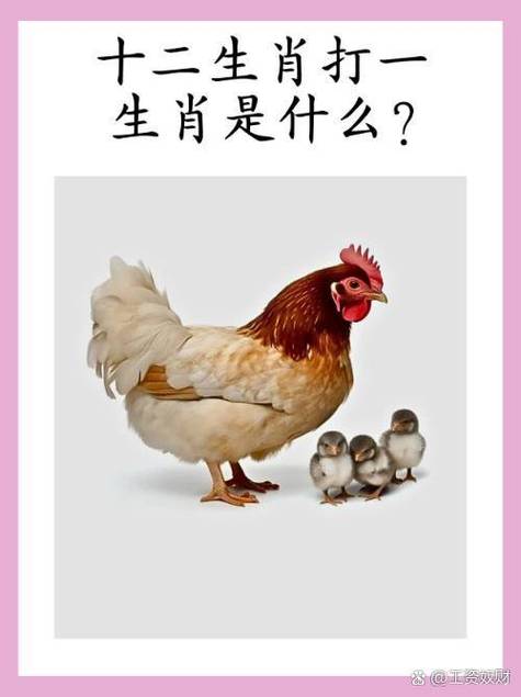 千变万化猴机灵打一生肖