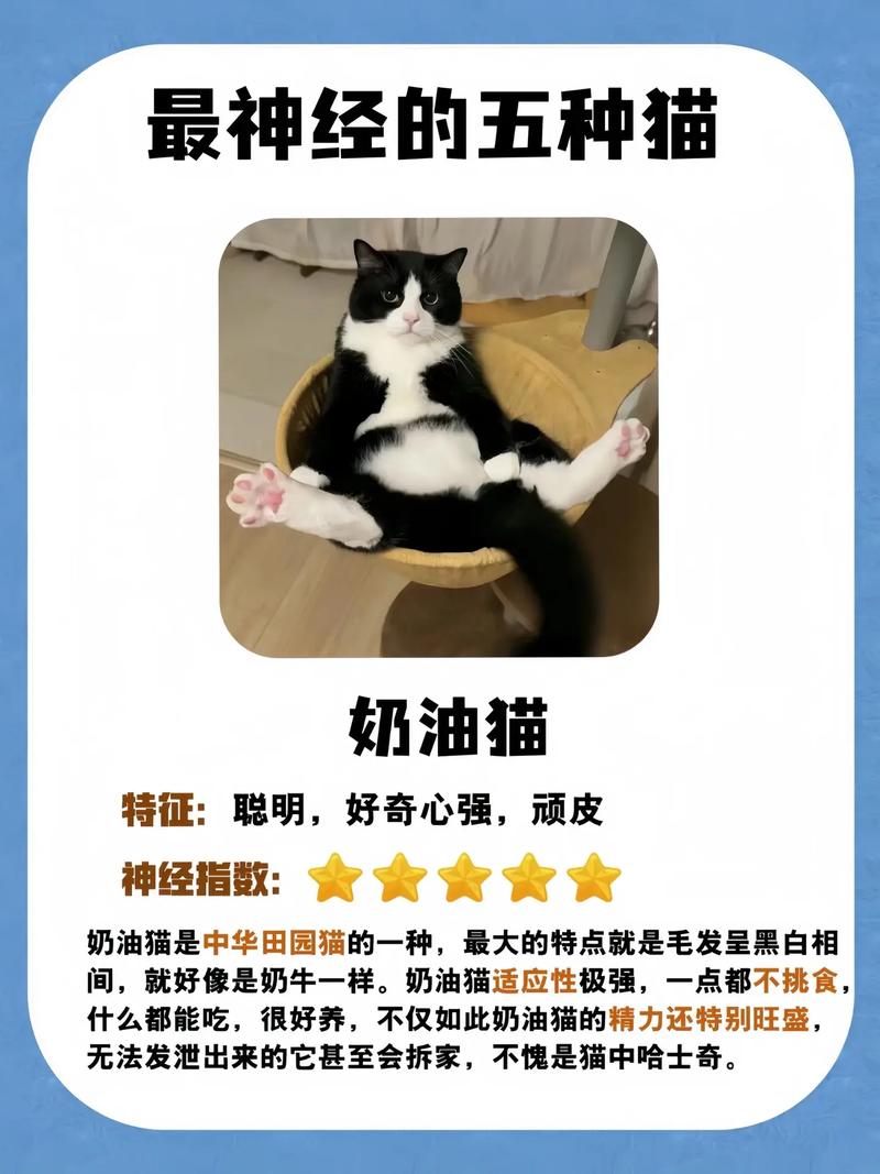 围住神经猫新手技巧介绍_围住神经猫新手技巧是什么