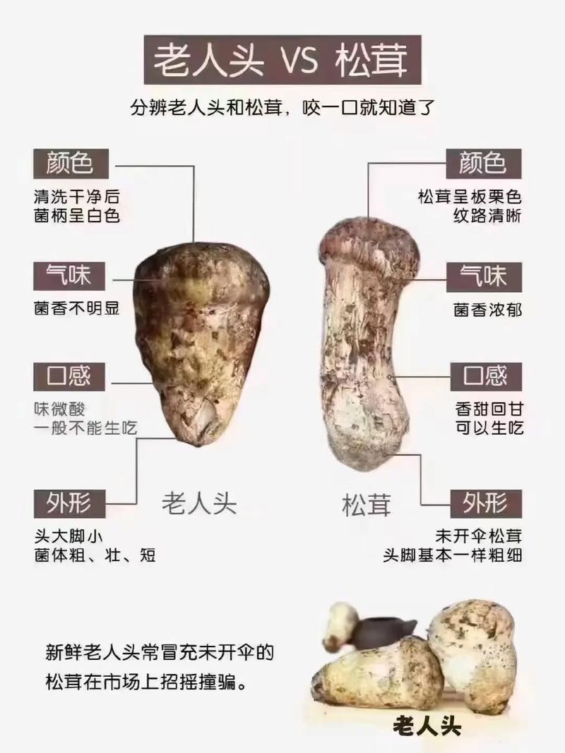 野生松茸的功效与作用(野生松茸的保存方法)