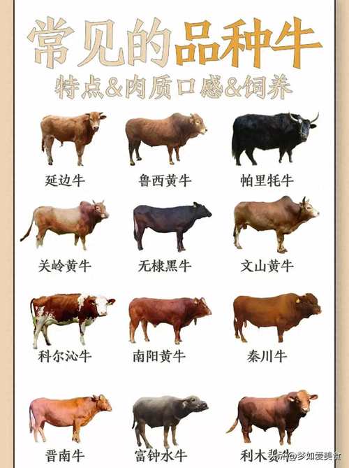 憨憨牛的简介