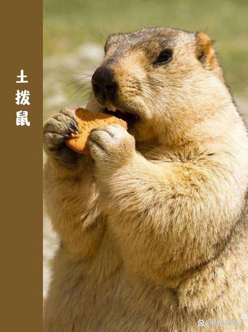 土拨鼠有哪些可爱之处呢?