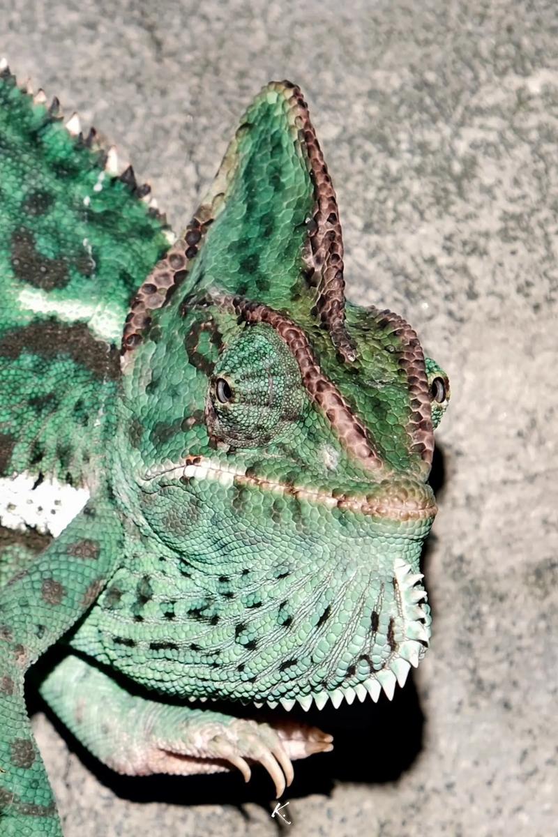龙舌兰高原攻略15关chameleonrun第15关攻略急速变色龙第15关怎么过