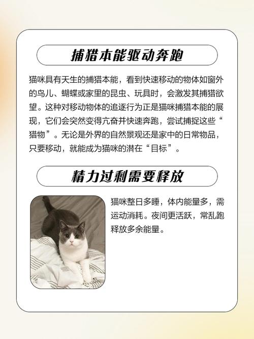 猫突然变得亢奋乱跑是怎么回事?