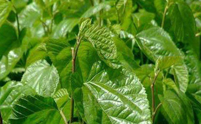 孤岛惊魂4中的针筒和植物有什么用